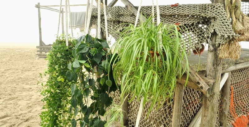Potholder plants